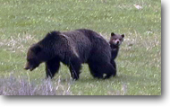 Grizzly and Cub from"Wonders of Yellowstone"